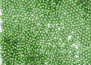Бисер Япония круглый 11/0 10г 0027BF зеленая трава матовый, серебряная линия внутри